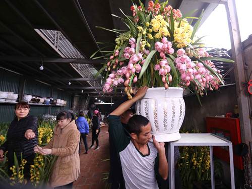 Hoa lan Trung Quốc đắt hàng ngày cận Tết
